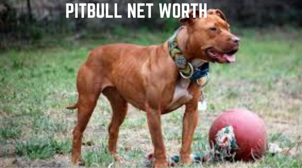 Pitbull Net Worth