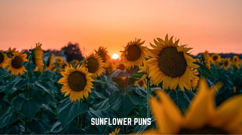 Sunflower Puns