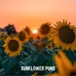 Sunflower Puns